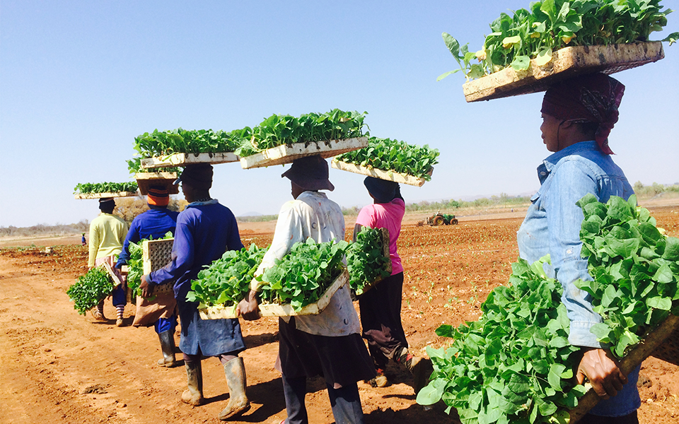 farmers in South Africa carry their feedstock crops